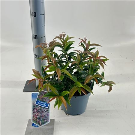 Leucothoe Keiskei Royal Ruby