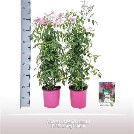 Pandorea Jasminoides Pyramid