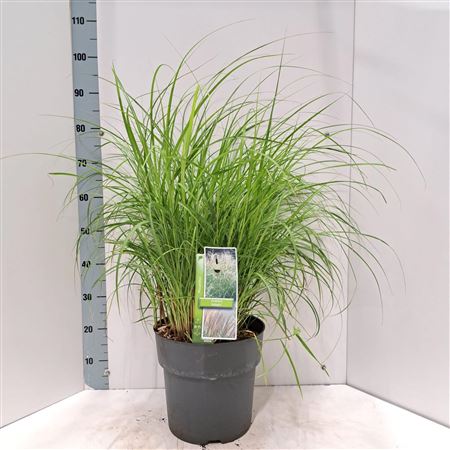 Miscanthus Sin Adagio