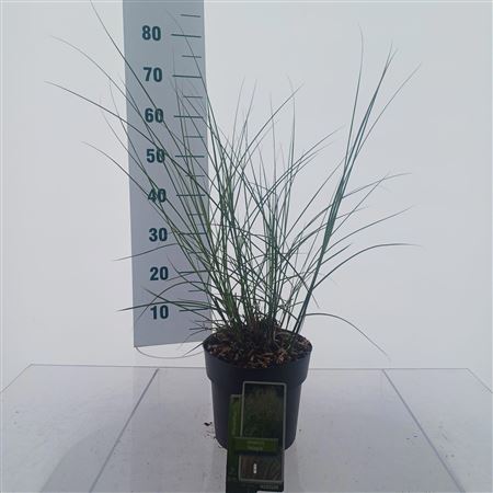 Miscanthus Sin Adagio