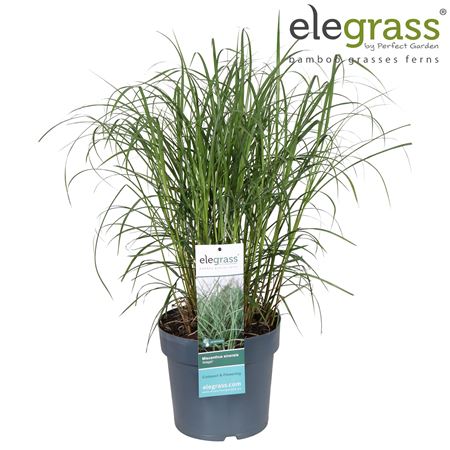 Miscanthus Sin Adagio