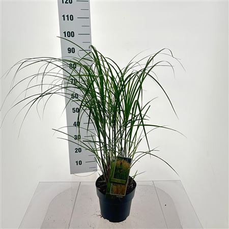 Miscanthus Sin Yaku Jima Dwarf