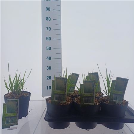 Panicum Virgatum Heavy Metal