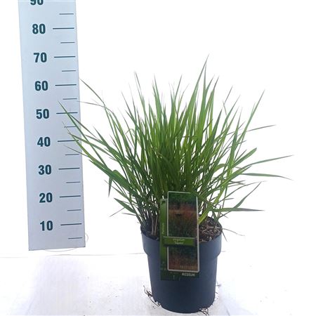 Panicum Virgatum Squaw