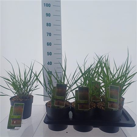 Panicum Virgatum Squaw