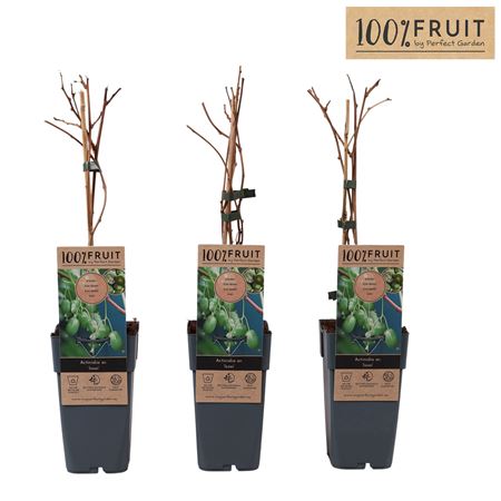 Actinidia Arguta Kiwiberry Self-fertile