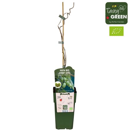 Actinidia Arguta Kiwiberry Bio