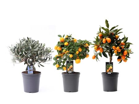 Mediterranean Mix (3 Sorts)