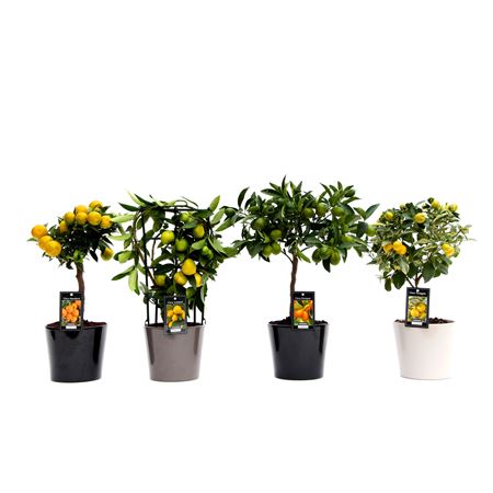 Citrus Mix In Ceramic Roma