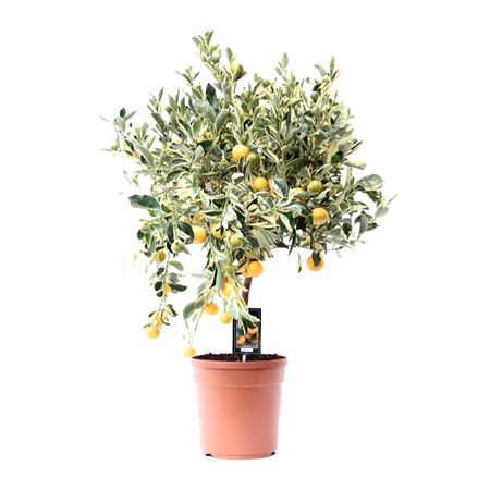 Citrus Variegata On Stem