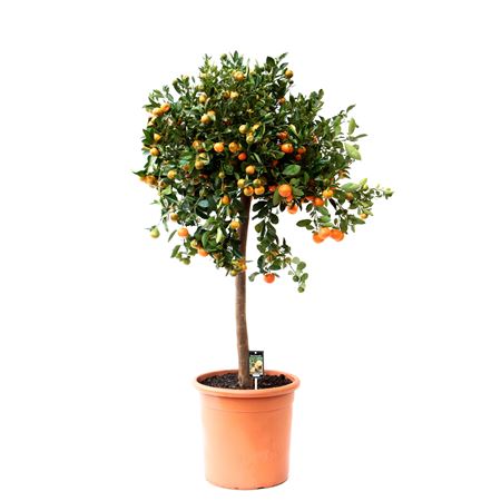 Citrus Calamondin On Stem