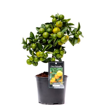 Citrus Calamondin On Stem