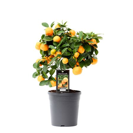 Citrus Calamondin On Stem