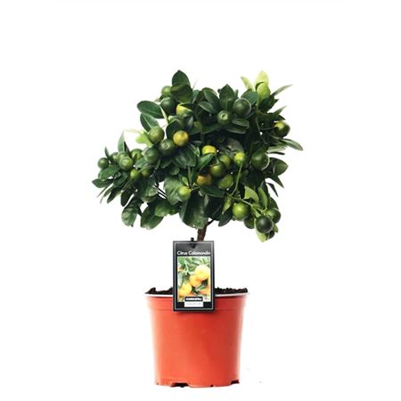 Citrus Calamondin On Stem