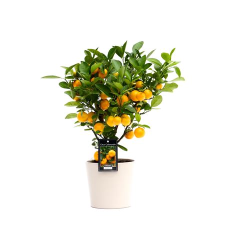 Citrus Calamondin In Ceramic Beige Roma