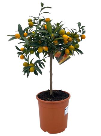 Citrus Kumquat On Stem