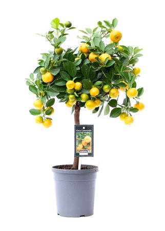 Citrus Calamondin On Stem