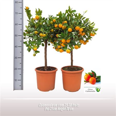 Citrus Calamondin On Stem