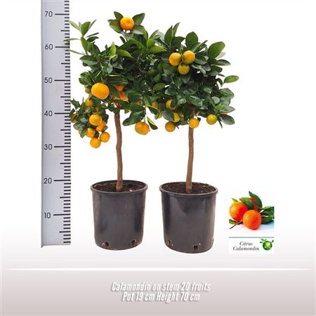 Citrus Calamondin On Stem