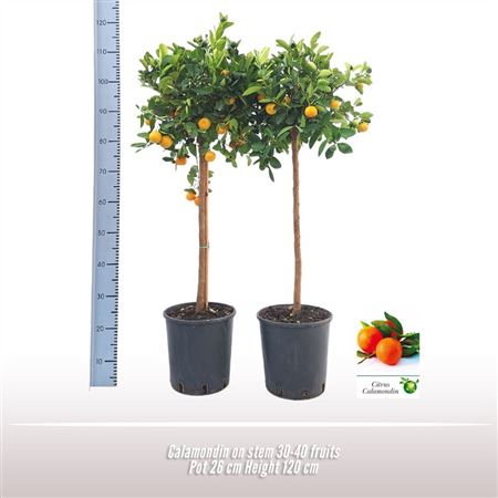 Citrus Calamondin On Stem