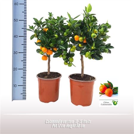 Citrus Calamondin On Stem