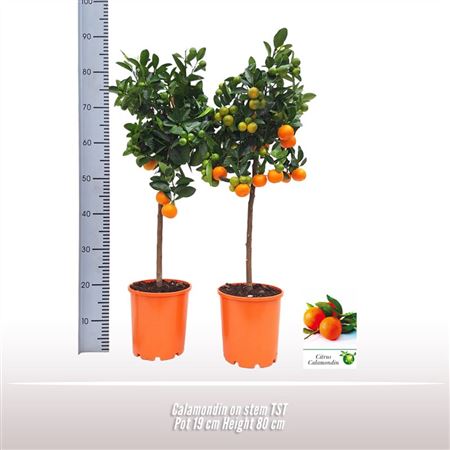 Citrus Grapefruit On Stem