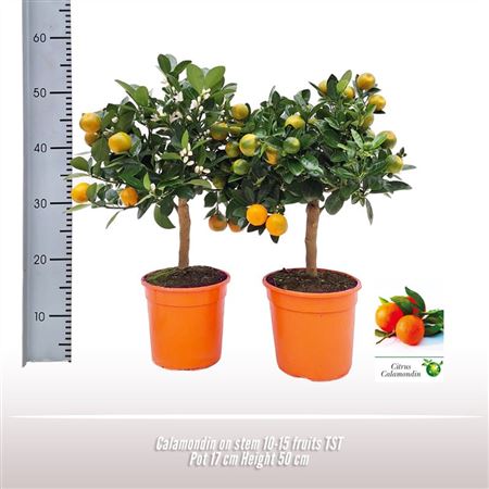 Citrus Calamondin On Stem