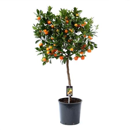 Citrus Calamondin On Stem