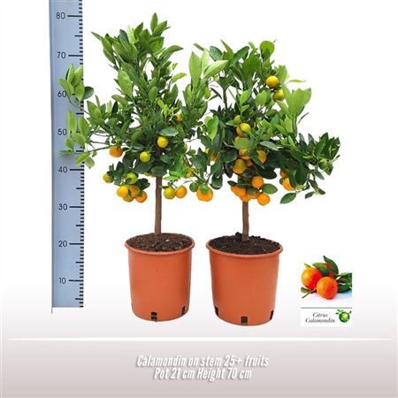 Citrus Calamondin On Stem