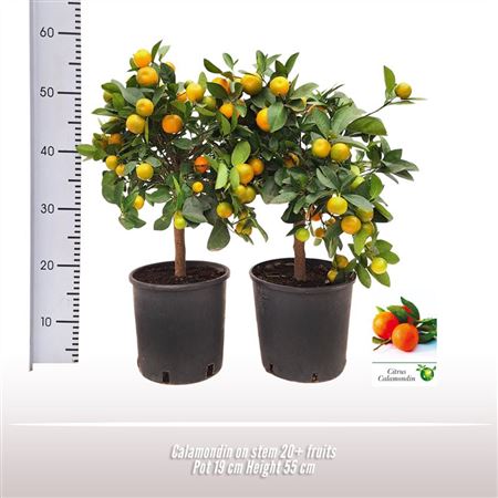 Calamondin On Stem