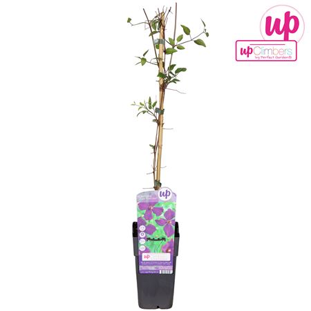 Clematis Viticella Polish Spirit