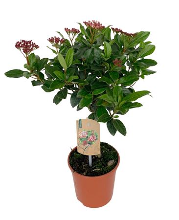 Viburnum Tinus On Stem