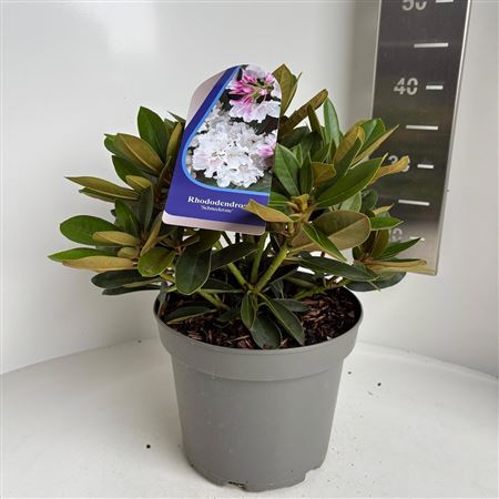 Rhodo (y) Schneekrone