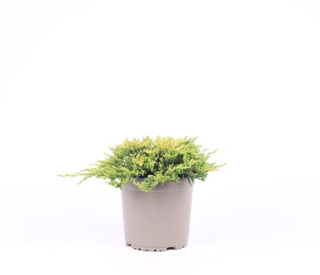 Juniperus Hor Golden Carpet