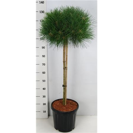 Pinus Nigra Pierrick Bregeon On Stem