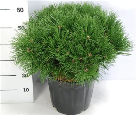 Pinus Nigra Pierrick Bregeon