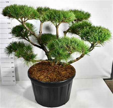 Pinus Nigra Pierrick Bregeon