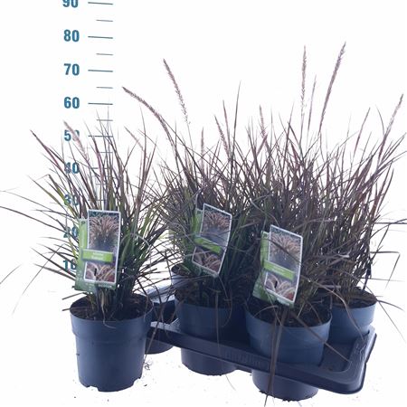 Pennisetum Setaceum Rubrum