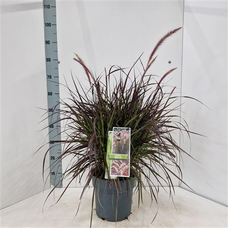 Pennisetum Setaceum Rubrum