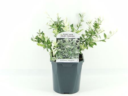 Euonymus Fort Harlequin