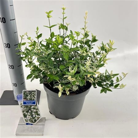Euonymus Fort Harlequin