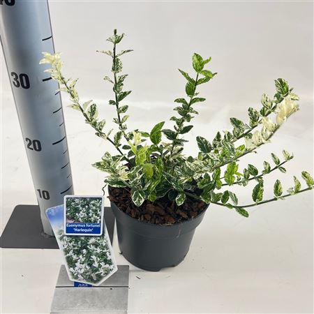 Euonymus Fort Harlequin