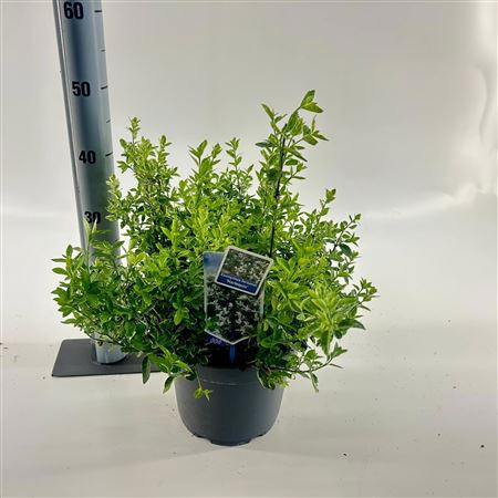 Euonymus Fort Harlequin