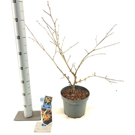 Hamamelis Int Aphrodite
