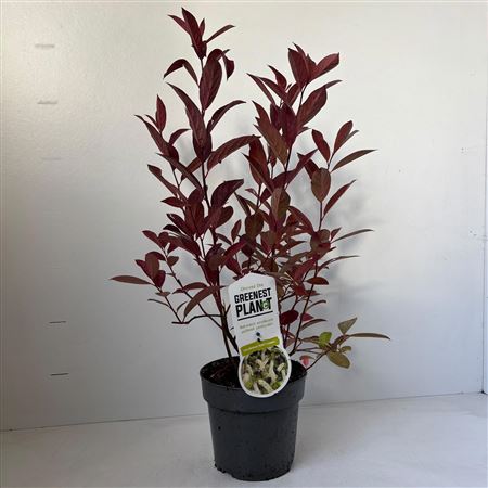Itea Virg Henry's Garnet