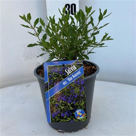 Salvia Micro Blue Monrovia