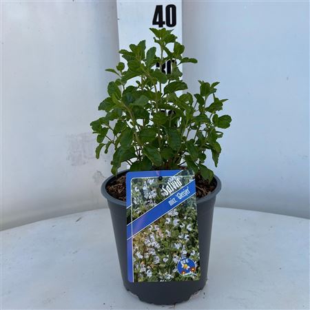 Salvia Microphylla Gletsjer