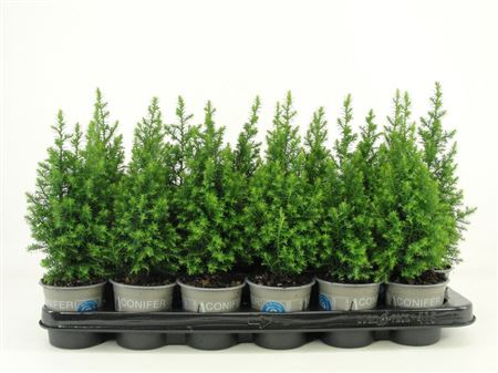 Chamaecyparis Thy Top Point