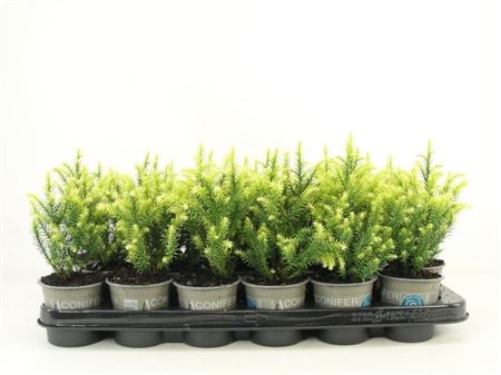 Cryptomeria Jap Vilmorin Gold
