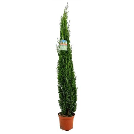 Cupressus Sempervirens